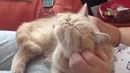 Говорящие коты и кошки. приколы с котами и другими животными