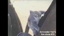 Приколы с животными