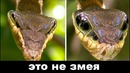 9 удивительных вещей, которые делают животные