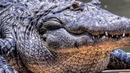 ПОЧЕМУ на самом деле исчезли ДИНОЗАВРЫ