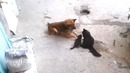 Кошка привела котят к своему другу