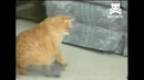 Котейки играют
