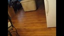 Охота кота по звуку