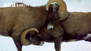 Rare Wildlife Encounters From the Wild | BBC Earth