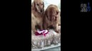Лучшие приколы 2018 [Fun Army] Июль