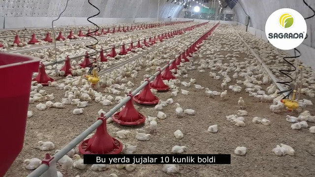 Broyler tovuqlari uchun eng yaxshi oziqlantiruvchi idishlar | SAGRADA uskunalari