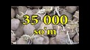 Томорқангиз даромад манбаи – Картошка