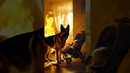 German Shepherd rescues a baby from a burning house