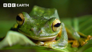 Finding Wallace’s Flying Frog | Bill Bailey’s Jungle Hero | BBC Earth