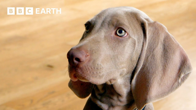 Weimaraner Puppy Reunited with Brother for Play Date | Wonderful World of Puppies | BBC Earth