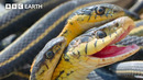 2 Hours With Our Planet’s Spectacular Wildlife | BBC Earth