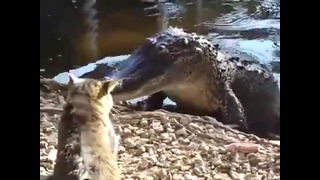 Кот против аллигатора