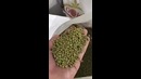 Sirdarya beans export llc