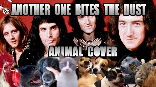 Queen – Another One Bites The Dust (Animal Cover)