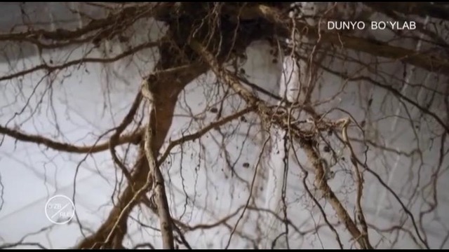 Eman. Teran tomirlar siri – Oak tree. Nature’s dreatest survivor
