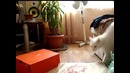 Кот ушел. Возвращение:)
