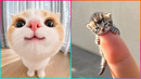 Cutest Pet Videos Of All Time