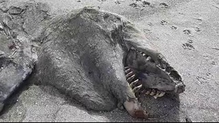 Неизвестное животное выбросило на пляж Новой Зеландии