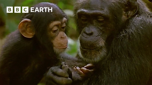 Mother Chimpanzee Teaches Baby to Catch Termites | Natural World: Wild Mother and Babies | BBC Earth