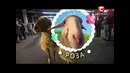 Дресированные овцы – Україна має талант-6 – Кастинг в Киеве