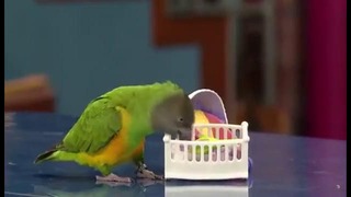 Попугая научили играть в дочки-матери