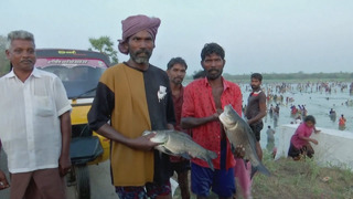 2000 индийцев вышли половить рыбу, собрав урожай риса