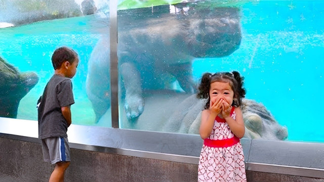 Самые Невероятные Случаи в Зоопарке Снятые на Камеру