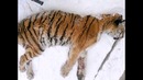 Амурская тигрица пришла за помощью к людям