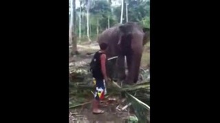 Слон послал туриста в нокаут