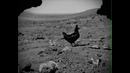 Курица на Марсе видео NASA