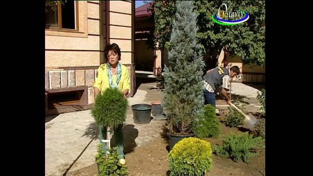 Домашний сад на канале ОЙЛАВИЙ УзТВ (1) 13 11 15