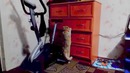 Кот залазит спать в комод