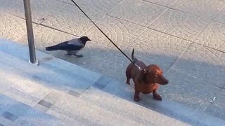 Ворона атакует собаку