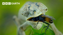 The Amazing Animal Kingdom Of Madagascar | BBC Earth