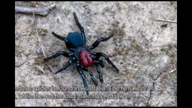 Топ-10 Самых ядовитых пауков