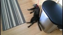 Кот объявил бойкот своему хозяину