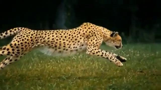 Красота и изящество гепарда в замедленной съёмке