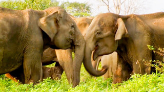 Best Of Elephants – Part 2 | BBC Earth