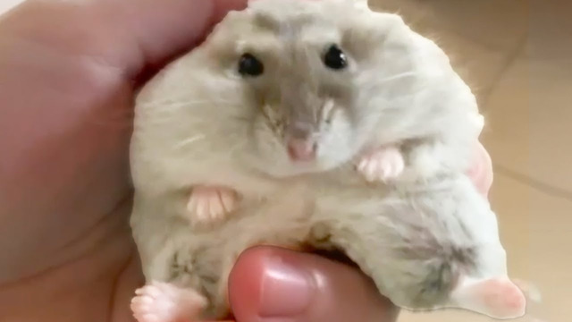 DWARF HAMSTER IS CUTE | FUNNY ANIMALS