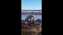 Белый медведь гладит собаку