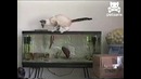 Охота на кошку