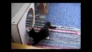 Коту не нравится отражение в зеркале