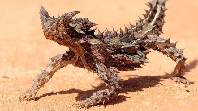 Птица-динозавр, ящерица стреляющая кровью и другие ребята ждут вас в Австралии