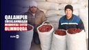 Achchiq qalampir ekkanmisiz? MMS AGRO chеklanmagan miqdorda sotib oladi