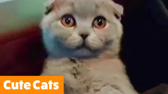 Adorable Funny Cats | Funny Pet Videos