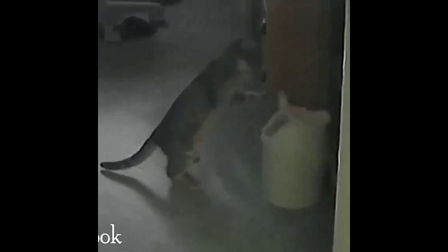 Кот-Боксёр