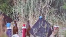 Пневматическая винтовка Diana 350 Panther Magnum