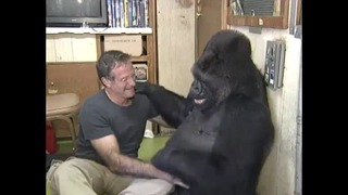 Трогательное видео о дружбе Робина Уильямса и гориллы Коко