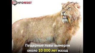 Якутские ученые нашли пещерного львенка