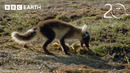 Arctic Fox vs Snow Geese | 20 Years of Planet Earth | BBC Earth